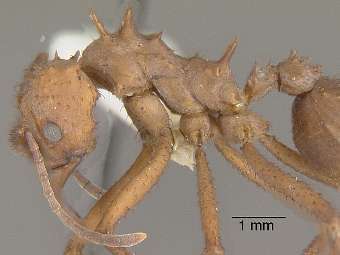  Acromyrmex echinatior.    evergreen.edu