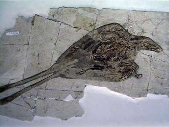    Confuchisornis sanctus.   Laikayiu   wikipedia.org 